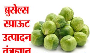 ब्रुसेल्स स्प्राऊट उत्पादन तंत्रज्ञान