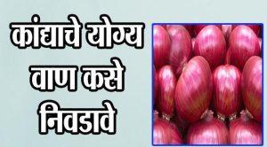 कांद्याचे योग्य वाण कसे निवडावे