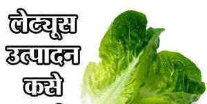 लेट्यूस उत्पादन कसे घ्यावे