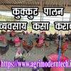 कुक्कुटपालन व्यवसाय कसा करावा ?