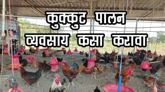 कुक्कुटपालन व्यवसाय कसा करावा ?