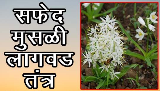 सफेद मुसळी लागवड तंत्र