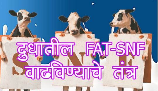 दुधातील FAT व SNF वाढविण्याचे तंत्र