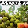 अंजीर लागवड तंत्रज्ञान