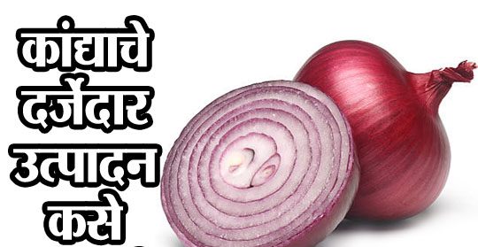 कांद्याचे दर्जेदार उत्पादन कसे घ्यावे