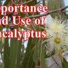 Importance and Use of Eucalyptus