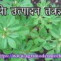 मेथी उत्पादन तंत्रज्ञान