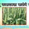 गहू उत्पादकता वाढीचे तंत्र