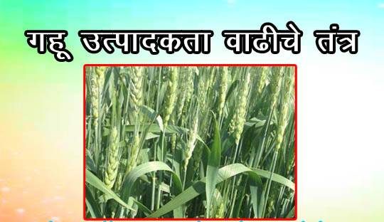 गहू उत्पादकता वाढीचे तंत्र