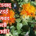 कोरडवाहू करडई लागवड कशी करावी ?