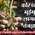 कोरडवाहू भुईमूग लागवड तंत्रज्ञान