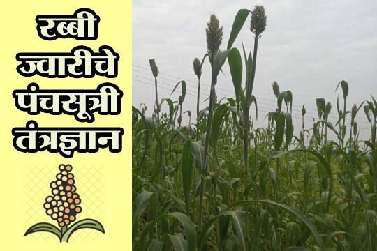 रब्बी ज्वारीचे पंचसूत्री तंत्रज्ञान