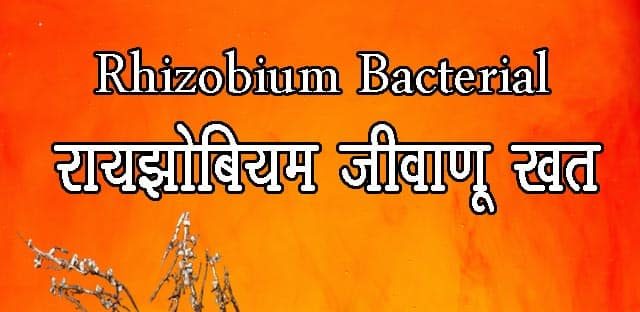Rhizobium जीवाणू खत