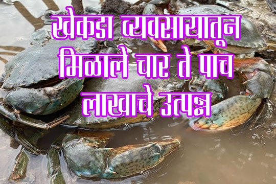 खेकडा व्यवसायातून मिळाले चार ते पाच लाखाचे उत्पन्न