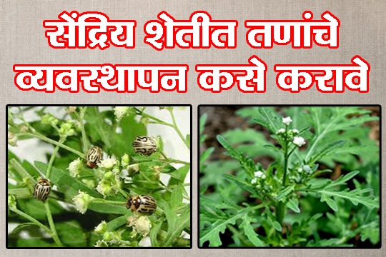 सेंद्रिय शेतीत तणांचे व्यवस्थापन कसे करावे