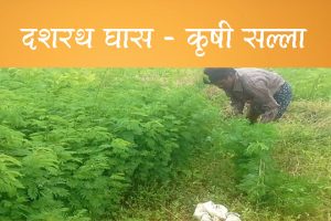 दशरथ घास-कृषी सल्ला
