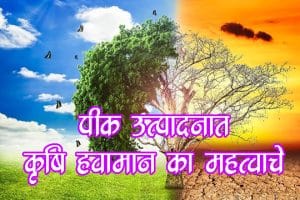 पीक उत्पादनात कृषि हवामान का महत्त्वाचे