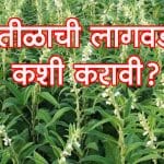 तीळाची लागवड कशी करावी ?