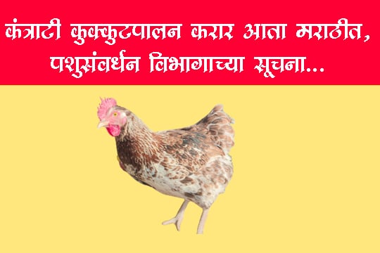 कंत्राटी कुक्कुटपालन करार आता मराठीत, पशुसंवर्धन विभागाच्या सूचना