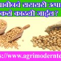 सोयाबीनचे सरासरी उत्पादन कसे काढले जाईल?