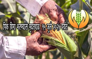 पिक विमा भरण्यास मुदतवाढ 15 जुलै 2024 पर्यंत