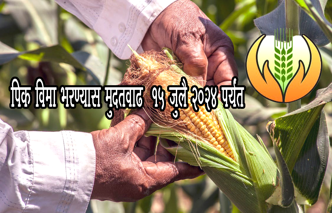 पिक विमा भरण्यास मुदतवाढ 15 जुलै 2024 पर्यंत